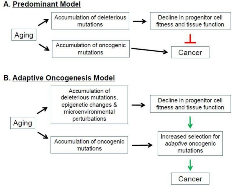 Aging, Cancer, and Selection of the Fittest. (A) Predominant Model. (B) Adaptive Oncogenesis Model