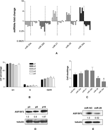 The re-expression of miRNAs down regulated in immortalized MEF reduces cell proliferation