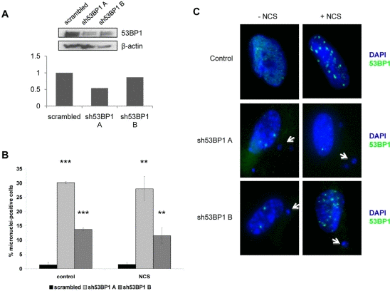 53BP1 depletion increases chromosomal instability in WI38 human fibroblasts