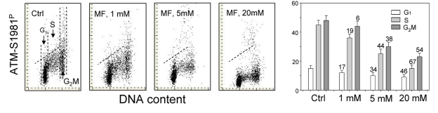 Effect of metformin (MF) on the level of constitutive ATM phosphorylation on Ser1981 in A549 cells