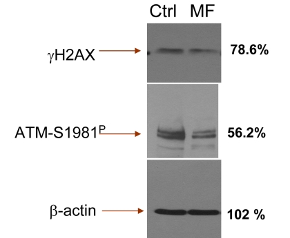 Detection of γH2AX and ATM-S1981P in TK6 cells untreated (Ctrl) and treated with 5 mM metformin (MF) for 48 h, by immunoblotting