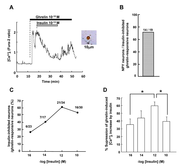 Insulin suppresses ghrelin-induced [Ca2+]i increases in ARC NPY neurons