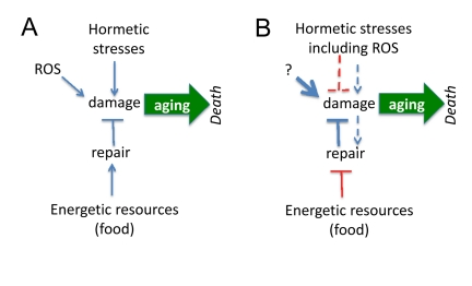 Paradoxical links between damage and aging