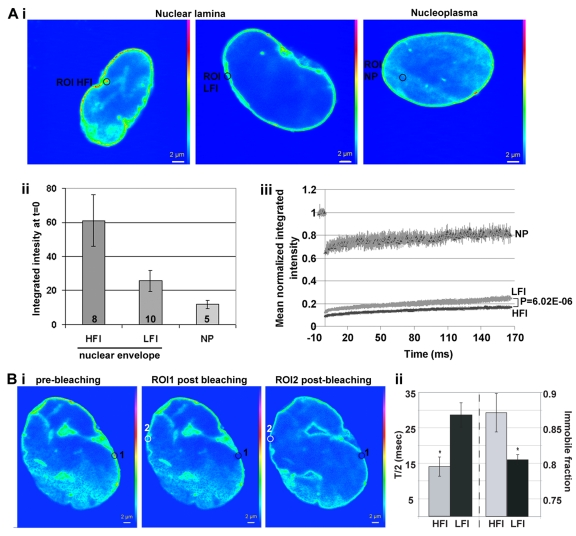 The mobility of lamin A-GFP at the nuclear lamina correlates with protein accumulation