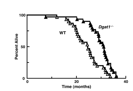 Extended longevity in female Dgat1−/− mice