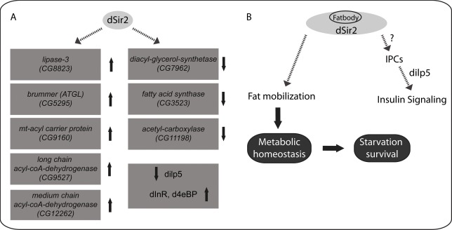 dSir2 regulates metabolic and energy homeostasis and its functions in the fatbody affect systemic insulin signaling