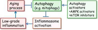 The interplay between autophagy and inflammasomes in the generation of inflammaging