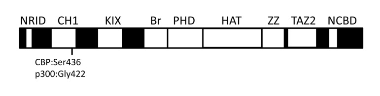 The relative location of conserved domains in CBP and p300. NRID (nuclear receptor interaction domain), CH1 (cysteine/histidine-rich region 1, also known as transcriptional-adaptor zinc-finger domain 1 or TAZ1), KIX (kinase inducible domain of CREB interacting domain), Bromodomain (Br), PHD (plant homeodomain), HAT (histone acetyltransferase domain), ZZ (ZZ-type zinc finger domain), TAZ2 (transcriptional-adaptor zinc-finger domain 2; ZZ and TAZ2 together are sometimes referred to as CH3 or cysteine/histidine-rich region 3), and NCBD [nuclear coactivator binding domain or IRF3-binding domain (IBiD)] [26,27,86]. Regions in black indicate the largely nonconserved and unstructured sequences between the conserved domains (white boxes). Locations of Ser436 (Ser437 in humans) in the mouse CBP CH1 domain and Gly422 (Gly421 in humans) in the corresponding position of p300 are indicated. Not drawn to scale.