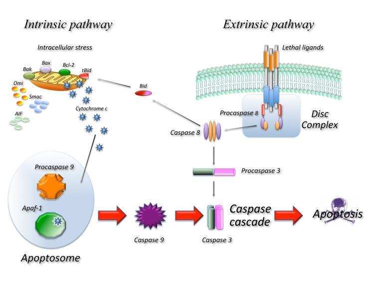 apoptosis