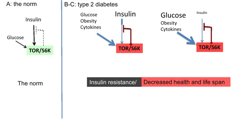 The norm and type 2 diabetes (simplified schema)