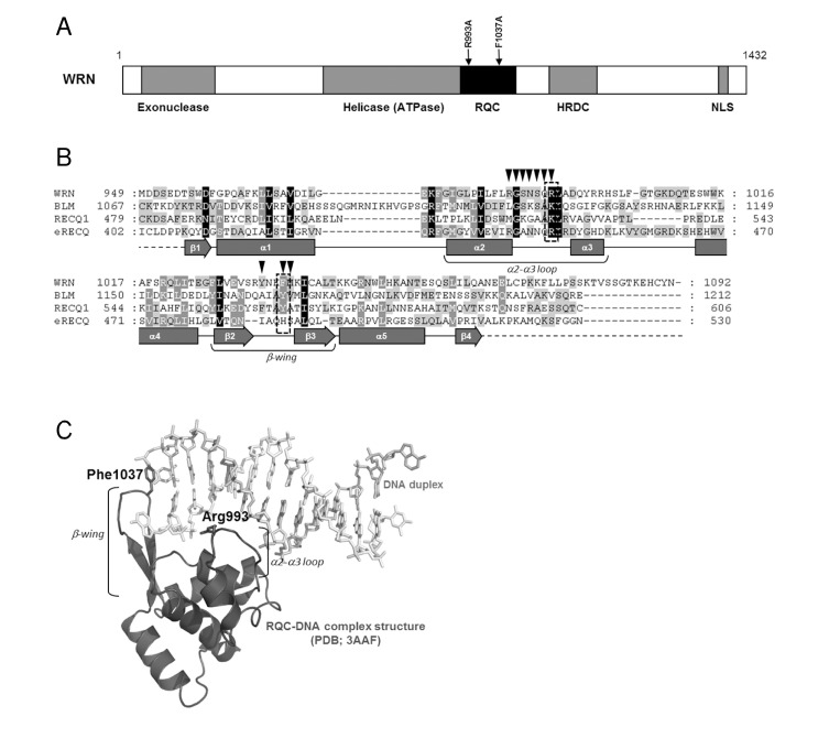 Structure and mutation sites of WRN helicase