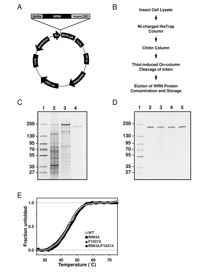 Purification of the WRN wild type and mutant proteins using new constructs