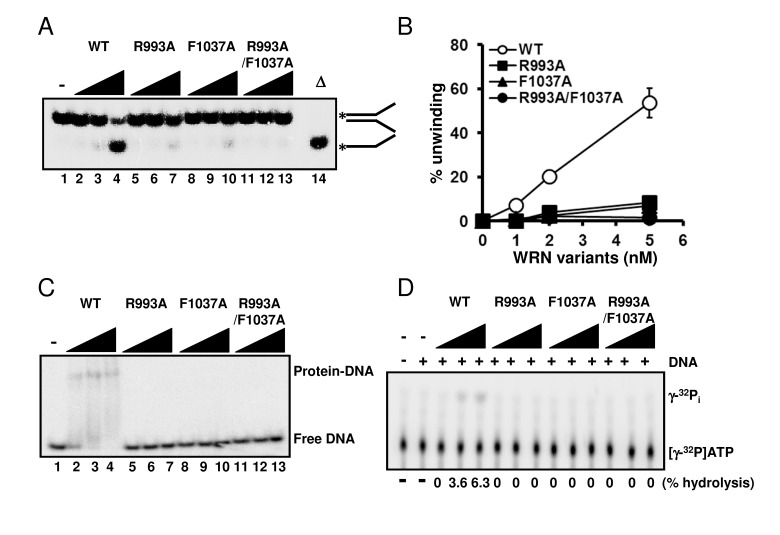 Mutations in RQC domain of WRN result in significant decrease in DNA unwinding, DNA binding and ATPase activity