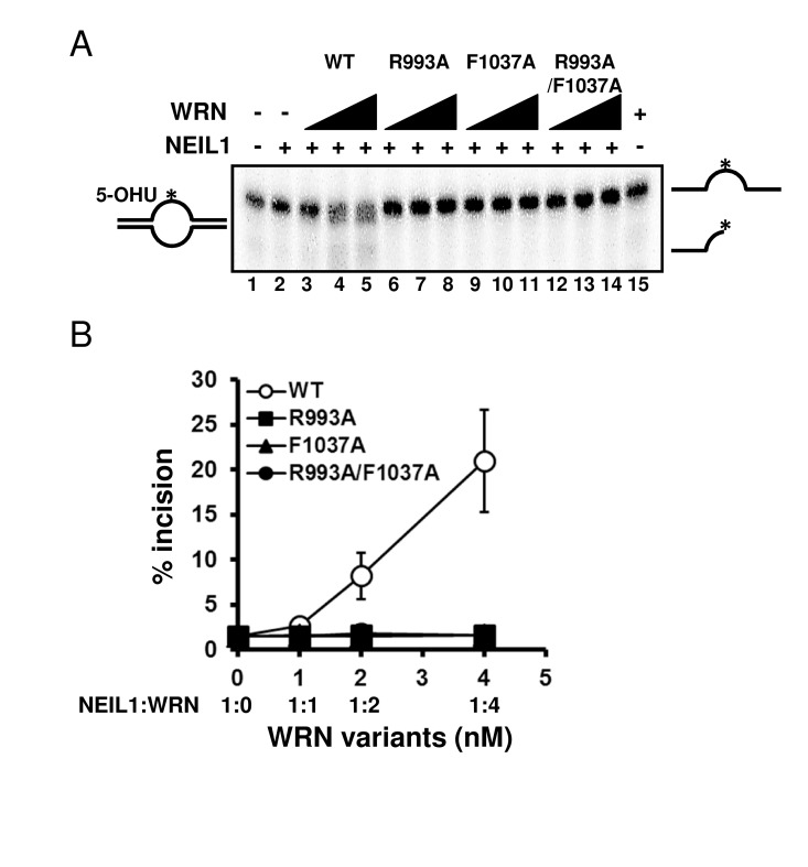 WRN RQC mutants are not able to stimulate NEIL1 incision activity