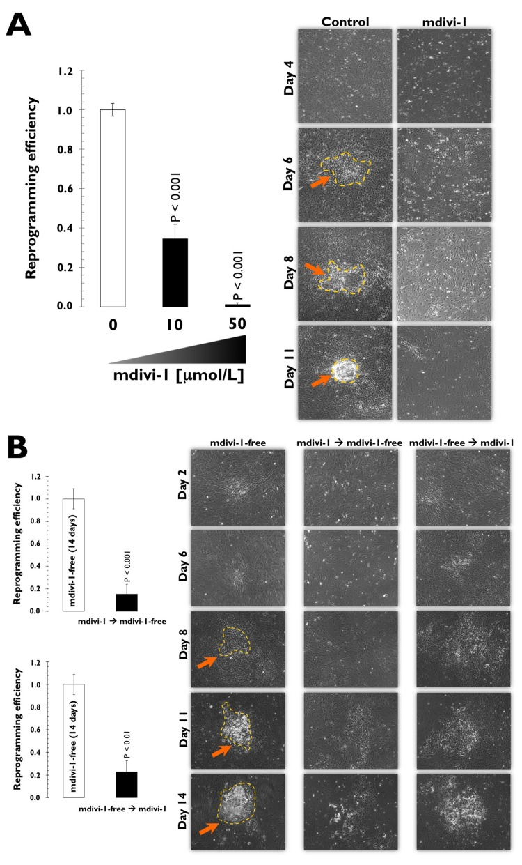 (A) Mouse embryonic fibroblasts (MEFs) fail to reprogram into induced pluripotent stem cells (iPSCs) in the presence of the DRP1 inhibitor mdivi-1
