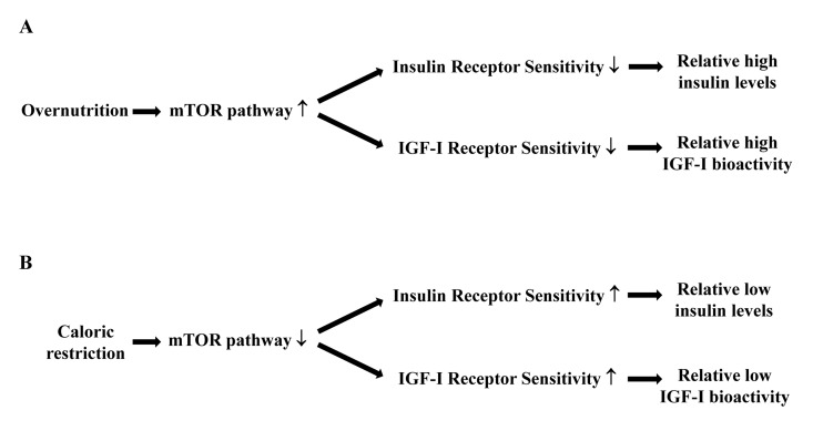 Hypothetical relationships between caloric restriction, the mTOR pathway, insulin and IGF-I receptor sensitivity, circulating insulin levels and IGF-I bioactivity. (A) Overnutrition results in an increased activity of the mTOR pathway, which decreases the sensitivity of the insulin and IGF-I receptors. As a consequence there will be relatively high circulating insulin levels and IGF-I bioactivity. (B) Caloric restriction results in a reduced activity of the mTOR pathway, which increases the sensitivity of the insulin and IGF-I receptors. As a consequence there will be relatively low circulating insulin levels and IGF-I bioactivity.