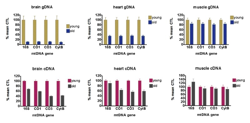 Aging causes loss of mtDNA copy numbers and mtDNA transcription