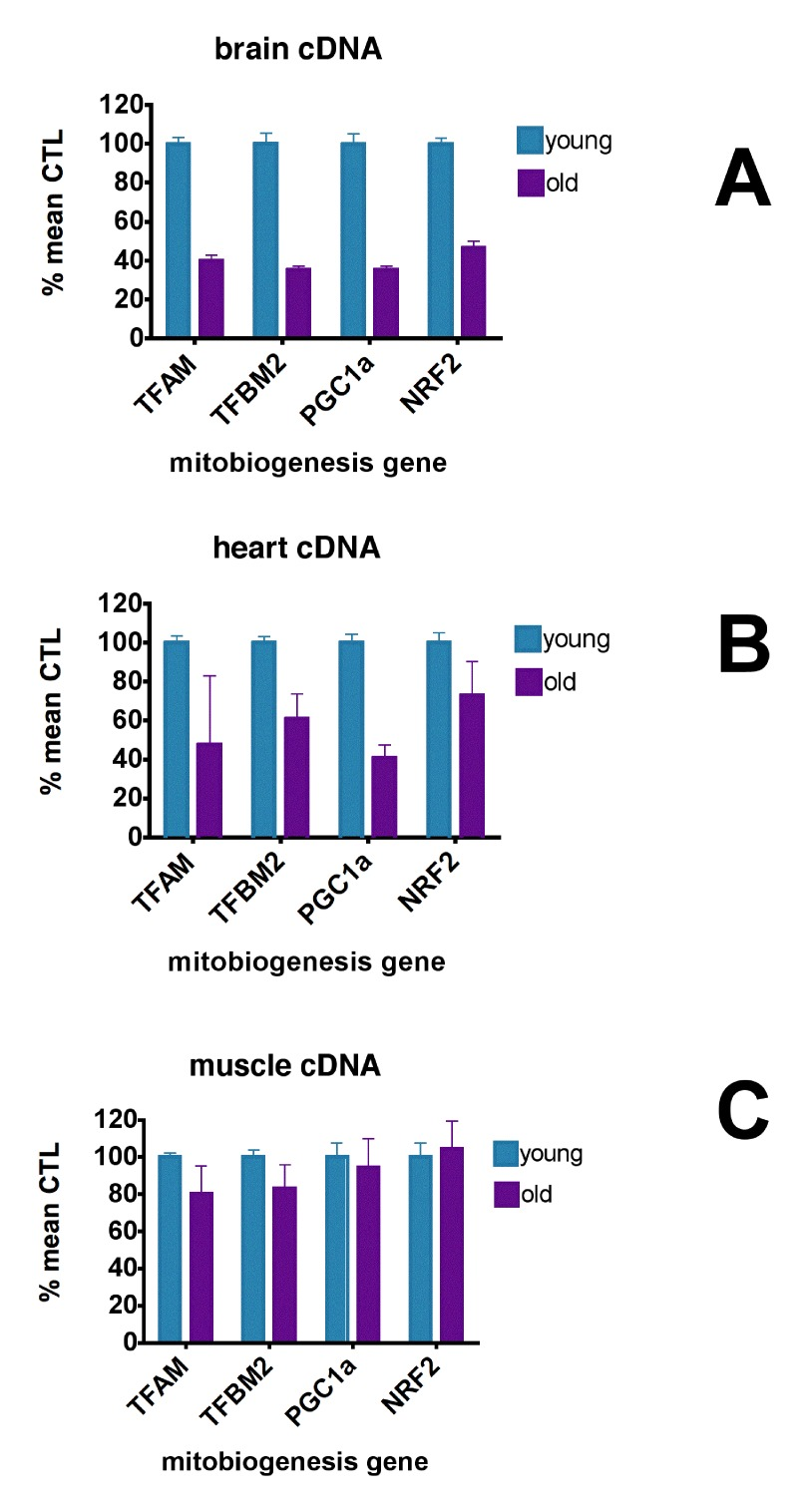 Aging causes loss of mitochondrial biogenesis signaling