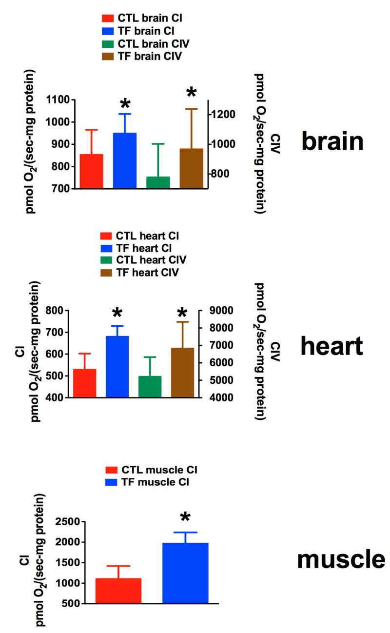 RhTFAM treatment improves State 3 mitochondrial respiration in brain, heart and skeletal muscle