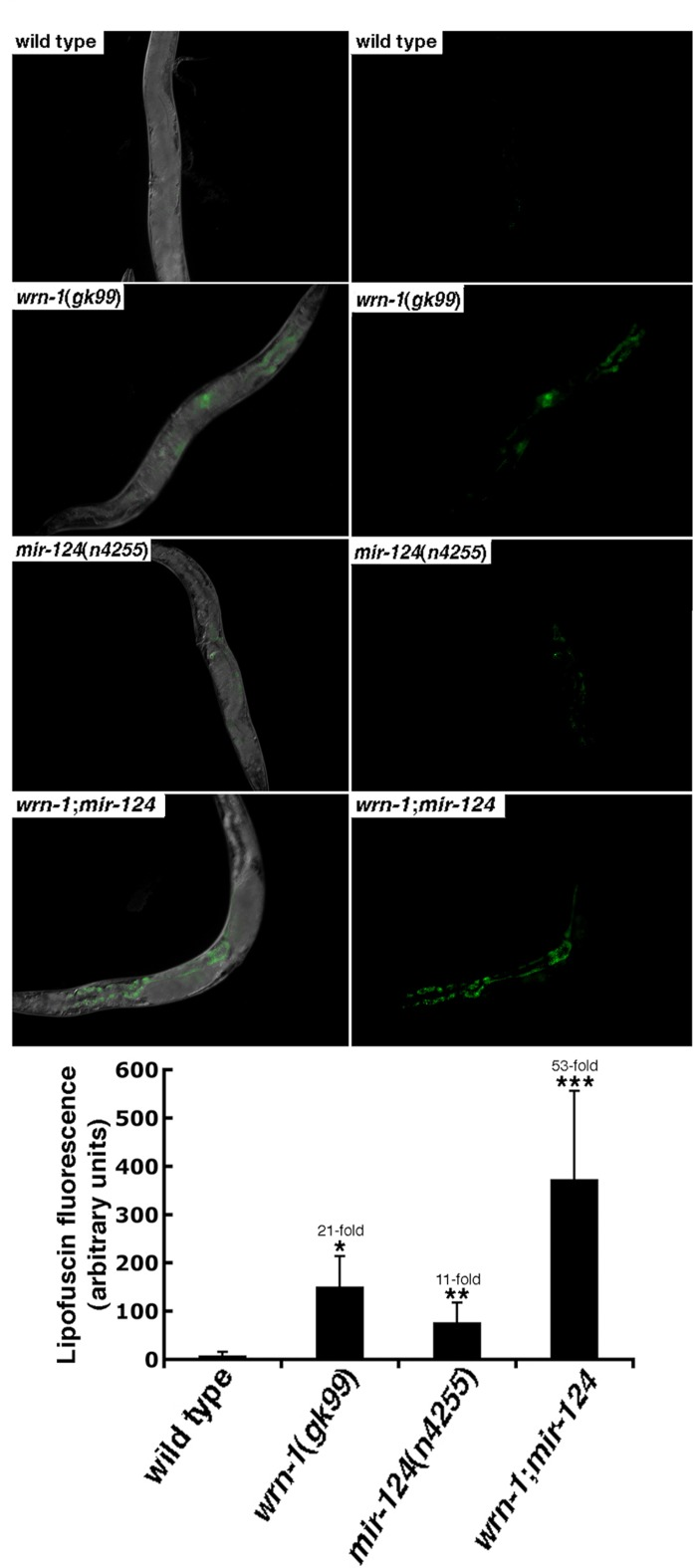 The aging marker lipofuscin is increased in mutant C. elegans strains. Representative photographs of wild type (N2), wrn-1(gk99), mir-124(n4255), and wrn-1;mir-124 double mutant worms at three days into adulthood. Panels on the right represent the lipofuscin autofluorescence alone. All pictures were taken at the same exposure time. Magnification is 10 X. The histogram at the bottom represents the average intensity of lipofuscin autofluorescence in the different C. elegans strains. Ten to fifteen three-days old (three days into adulthood) worms of each strain were photographed and the fluorescence intensity was quantified using Adobe Photoshop. The fold increase in fluorescence intensity compared to wild type animals is indicated. (Unpaired Student's t-test; *P = 0.00002 for wrn-1(gk99) vs. wild type; **P = 0.00222 for mir-124(n4255) vs. wild type; and ***P = 0.00078 for wrn-1;mir-124 vs. wild type).