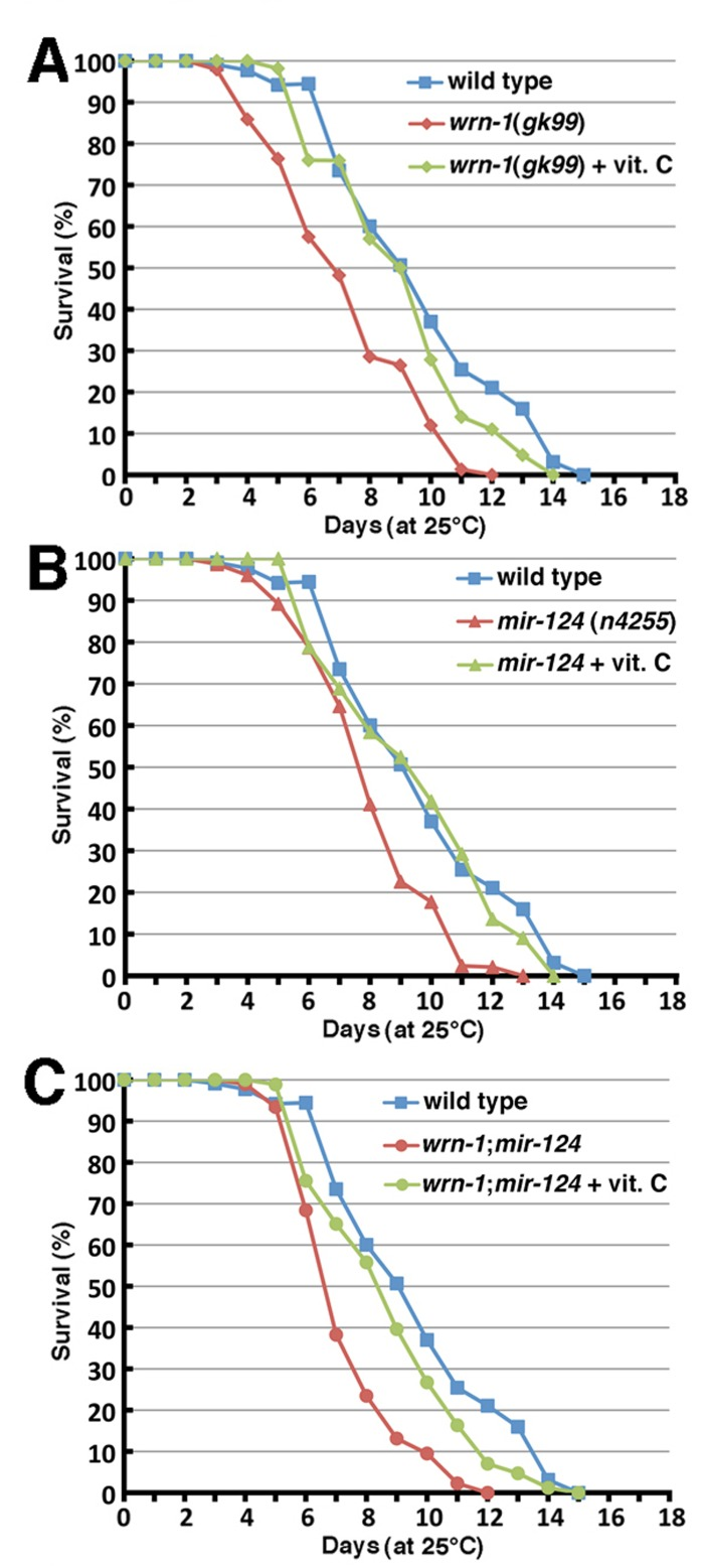 Impact of vitamin C on the life span of wild type and mutant C. elegans strains. (A) Survival curves of vitamin C treated wrn-1(gk99) and of untreated wild-type (N2) and wrn-1(gk99) C. elegans strains grown at 25°C (vitamin C treated wrn-1(gk99) vs. untreated wrn-1(gk99) worms: P = 1.4 × 10−7; vitamin C treated wrn-1(gk99) vs. untreated wild-type worms: P = 0.0778). (B) Survival curves of vitamin C treated mir-124(n4255) and of untreated wild-type (N2) and mir-124(n4255)C. elegans strains grown at 25°C (vitamin C treated mir-124(n4255) vs. untreated mir-124(n4255) worms: P = 3.0 × 10−9; vitamin C treated wrn-1(gk99) vs. untreated wild-type worms: P = 0.359). (C) Survival curves of vitamin C treated wrn-1;mir-124 and of untreated wild-type (N2) and wrn-1;mir-124 double mutant C. elegans strains grown at 25°C (vitamin C treated wrn-1;mir-124 vs. untreated wrn-1;mir-124 worms: P = 3.1 × 10−6; vitamin C treated wrn-1;mir-124 vs. untreated wild-type worms: P = 0.0163). All experiments were performed three to four times with 20 to 30 worms per genotype. P-values were obtained using the log-rank test method.