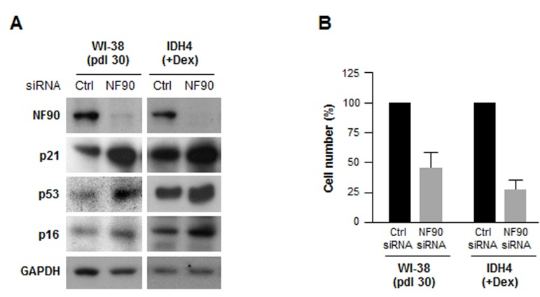 Silencing NF90 increases fibroblast sense-cence, decreases proliferation