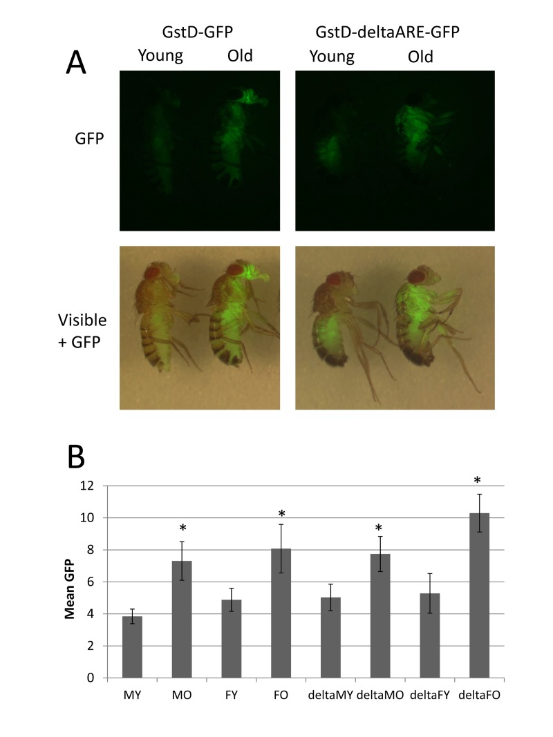 GstD-GFP transgenic reporters recapitulate GstD1 gene induction during aging