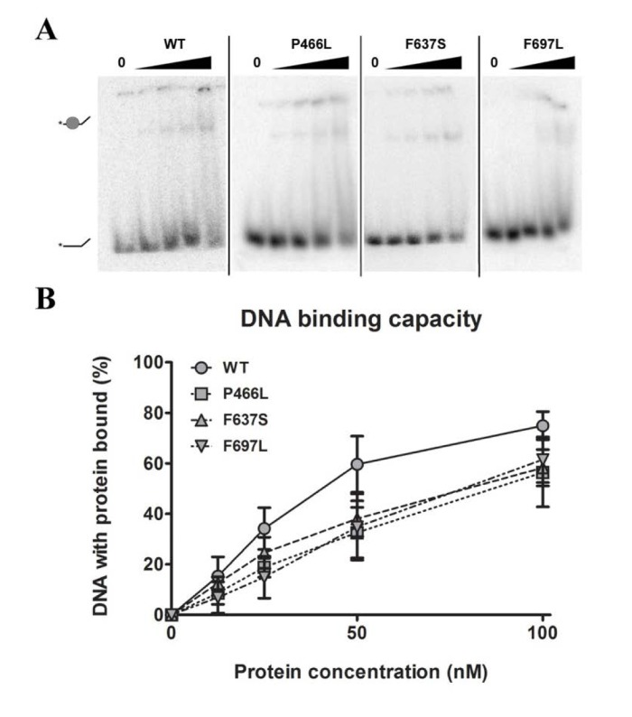DNA binding is not significantly affected by mutations