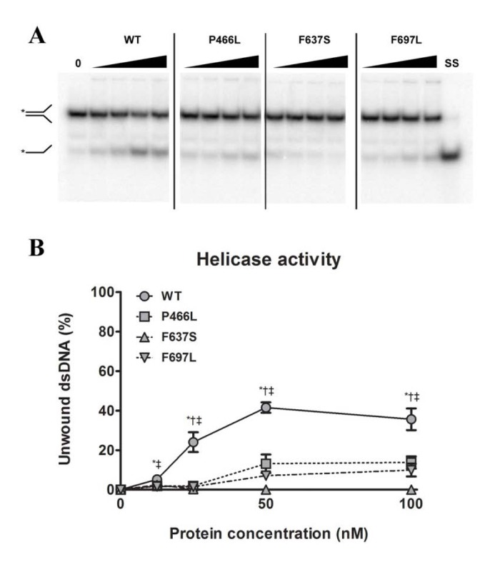 All mutants have decreased helicase activity