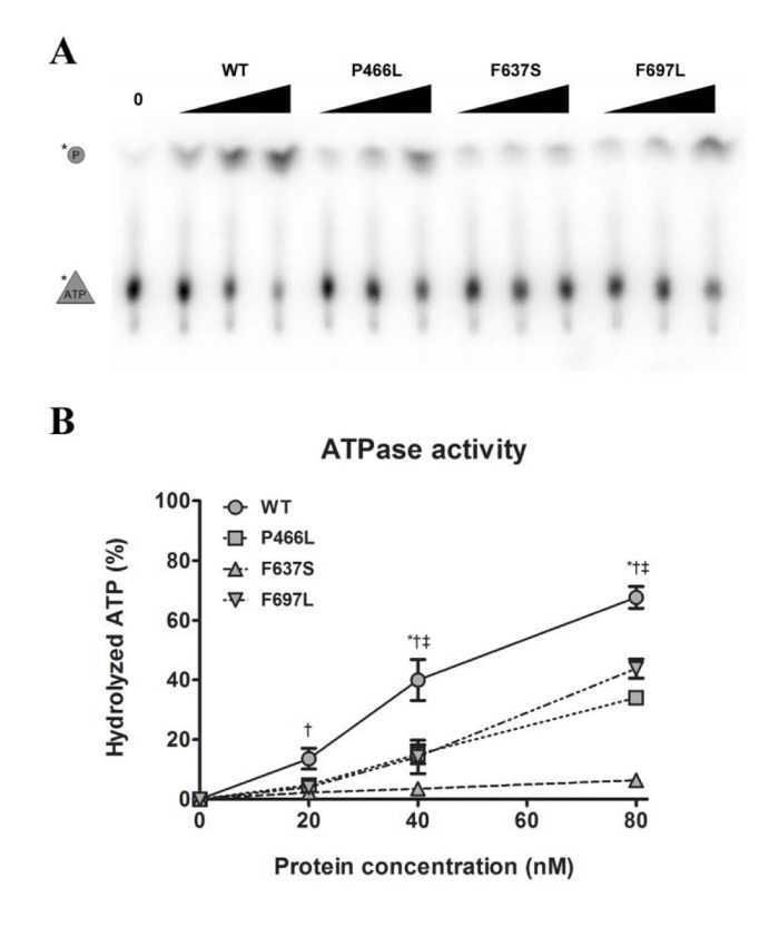 Decreased helicase activity correlates with lower ATPase activity