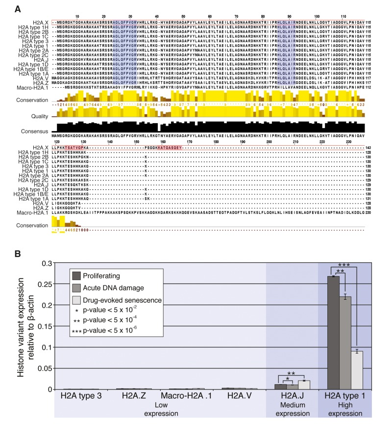 Histone H2A variants and their transcription in HCA2 cells