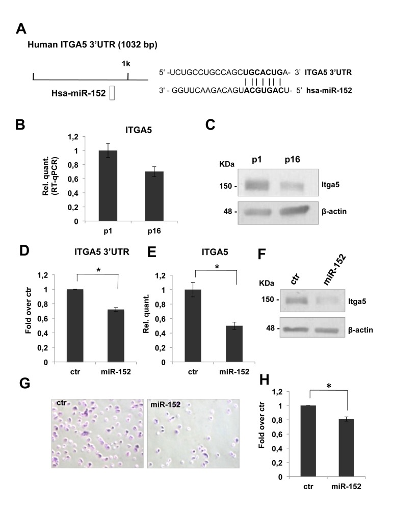 miR-152 represses ITGA5 expression and controls HDFn cell adhesion