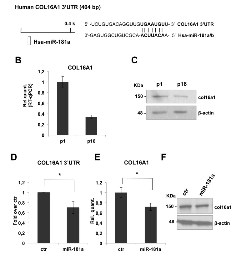 COL16A1 expression is downregulated in senescent HDFn cells and its 3'-UTR is direct miR-181a target