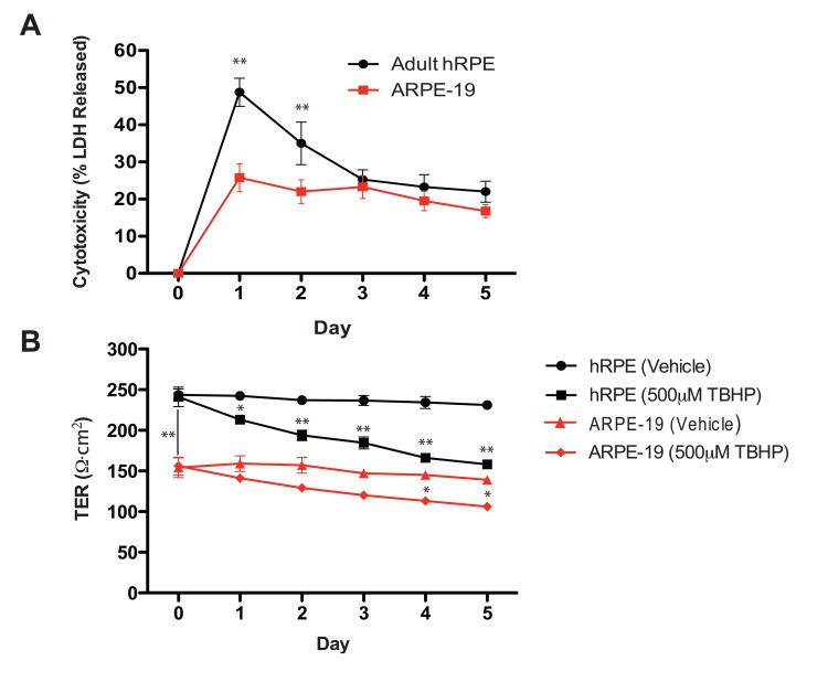Oxidative stress reduces hRPE cell viability and disrupts transepithelial resistance
