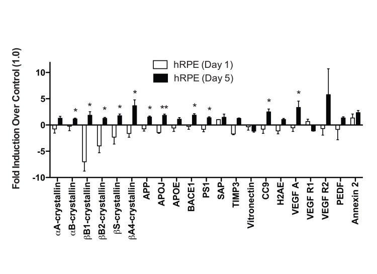 hRPE cells differ in response to acute and chronic oxidative stress