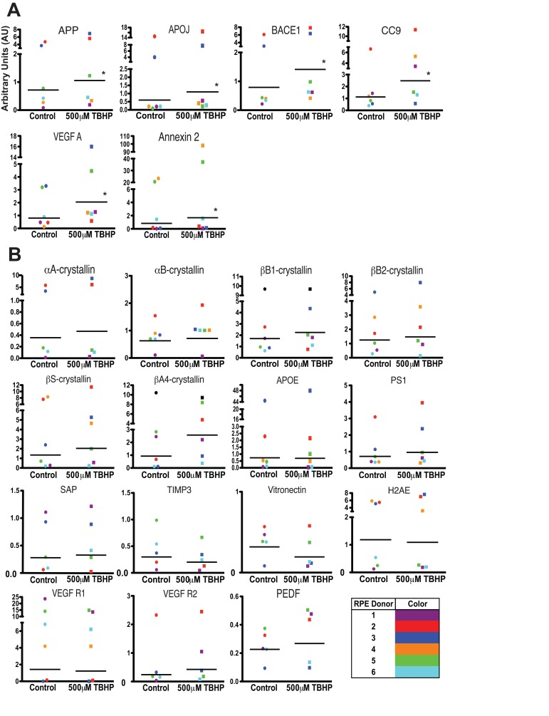Individual donor variation in response to 5 days TBHP and a set of 6 consistently upregulated transcripts