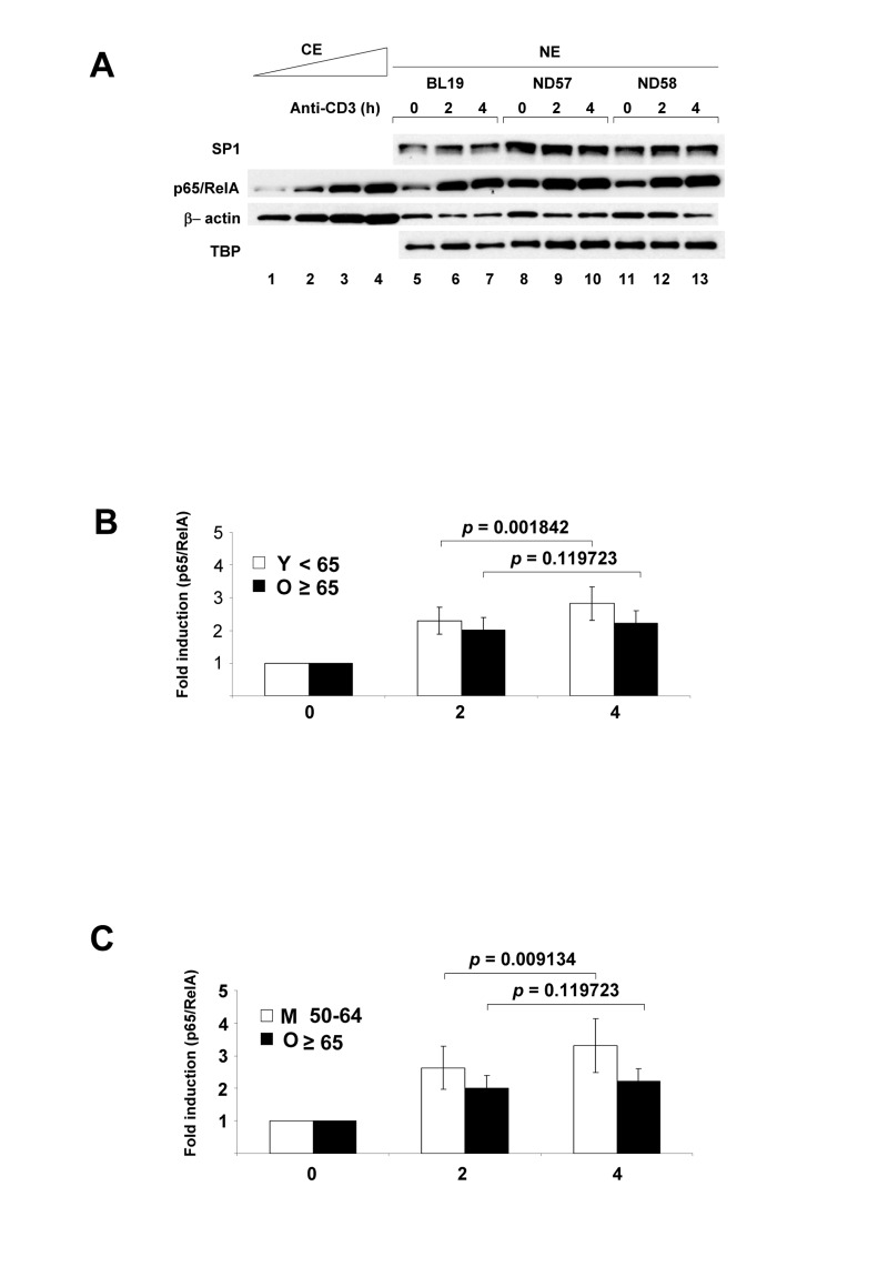NF-κB p65/RelA nuclear expression in human peripheral blood CD4+ T lymphocytes activated via the T cell antigen receptor
