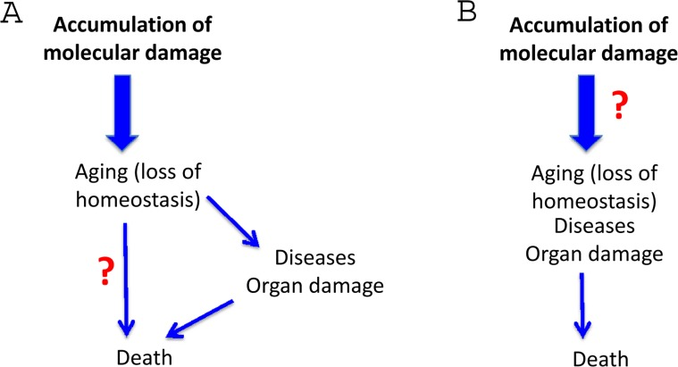 The molecular damage theory
