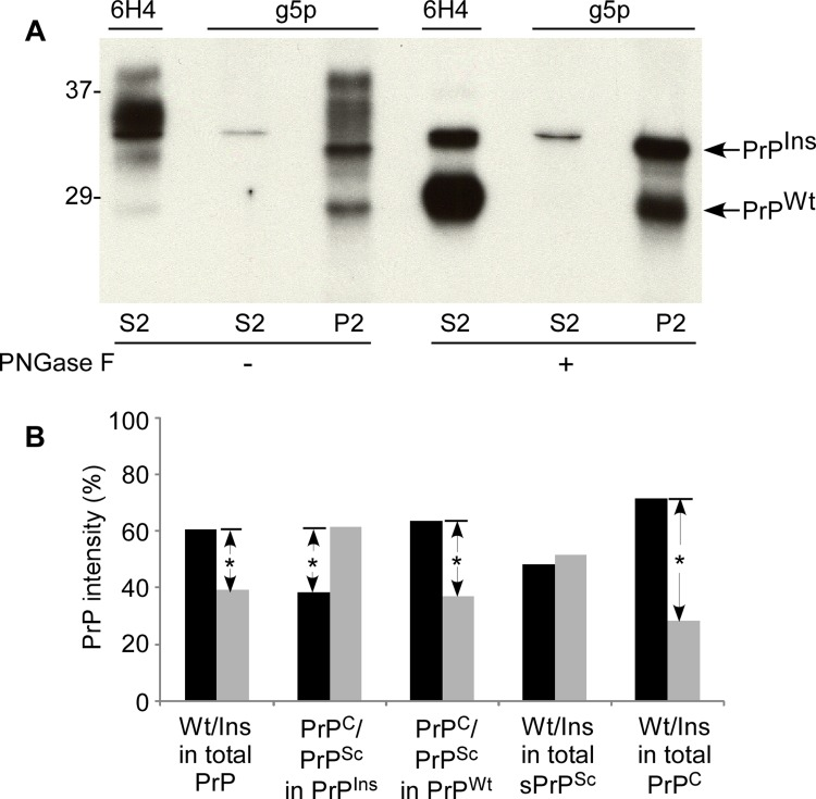 Allelic composition of PrPSc in fCJDIns+sPrPSc. (A) Western blot analysis of PrP precipitated by either 6H4 or g5p. PrP from S2 or P2 was precipitated with 6H4 or g5p, respectively. The precipitated PrP was subjected to deglycosylation with PNGase F and followed by SDS-PAGE and immunoblotting with anti-N antibody. Although there are different profiles of PrP precipitated by 6H4 in S2 and by g5p in P2, they exhibit two bands in both preparations containing an upper band corresponding to full-length PrPIns and a lower band corresponding to full-length PrPWt. (B) Quantitative analysis of allelic composition of PrPSc and PrPC from either PrPIns or PrPWt. The intensities of PrP treated with PNGase F on the blot shown in A were analyzed by densitometry. The PrP species precipitated from S2 by 6H4 was considered as PrPC while PrP precipitated from S2 and P2 by g5p was considered as PrPSc. Total PrP in fCJDIns+sPrPSc was composed of ~60% PrPWt and ~40% PrPIns. Approximately 62% PrPIns was converted into PrPSc while ~38% remained as PrPC. In contrast, approximately 64% PrPWt remained as PrPC while 36% was converted into PrPSc. PrPSc was composed of 52% PrPIns and 48% PrPWt while PrPC was composed of 28% PrPIns and 72% PrPWt. These data represent averages from three independent experiments. *p 