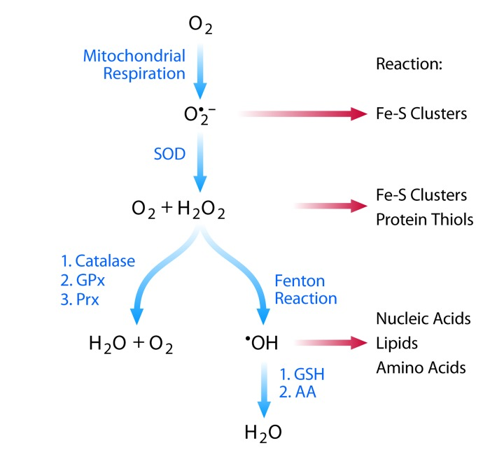Reactive oxygen species: production and protection