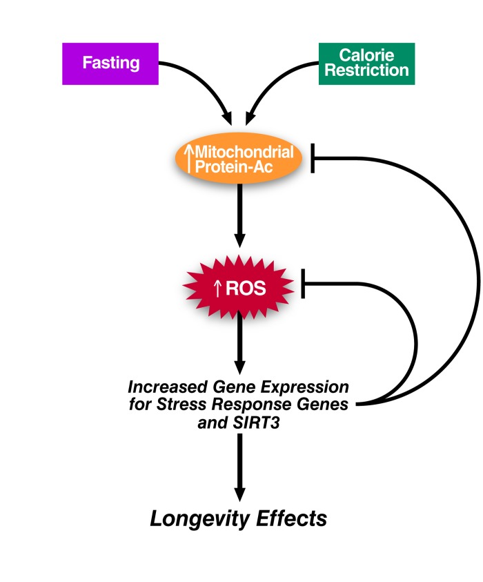 The Sirtuins Oxidative Stress And Aging An Emerging Link Figure F4 Aging 9302