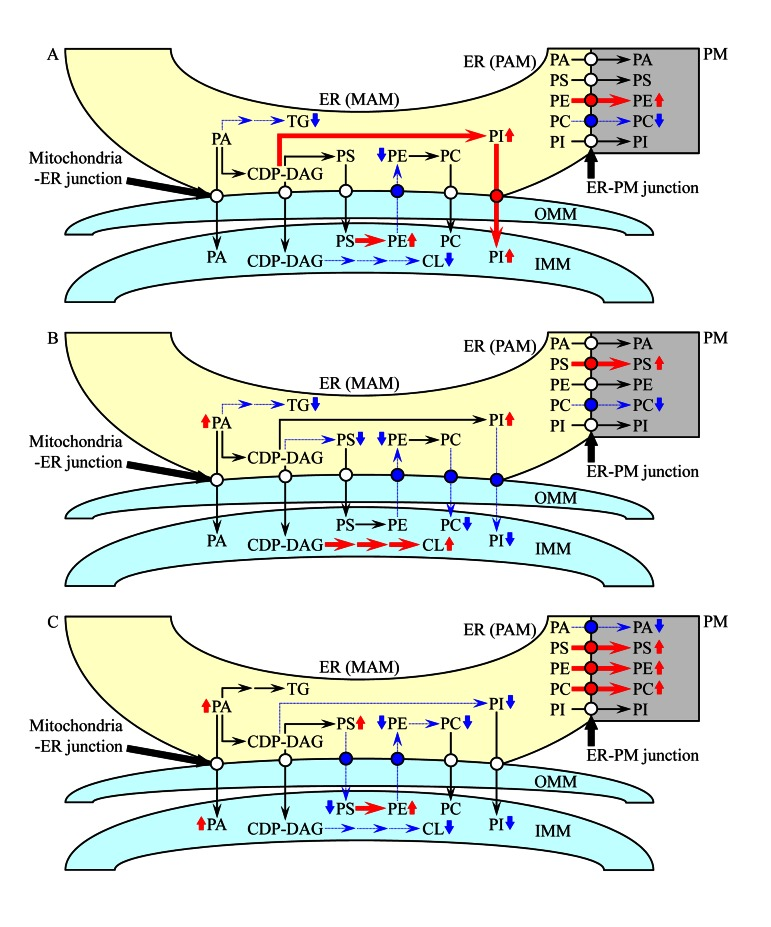 A working model for a mechanism that in atg32Δ cells underlies the spatiotemporal dynamics of age-related changes in lipid synthesis in the ER and mitochondria as well as in lipid transport via mitochondria-ER (MAM) and PM-ER (PAM) junctions