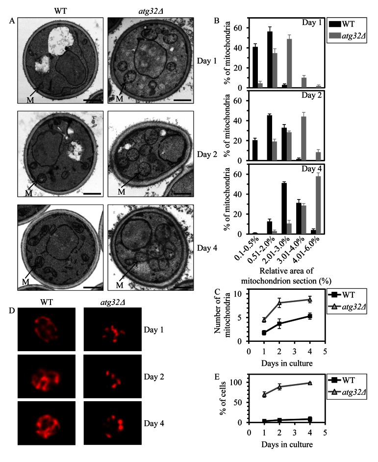 Under CR conditions,the atg32Δ-dependent mutational block of macromito-phagy alters the age-related dynamics of changes in mitochondrial size, number, shape, morphology and network appearance