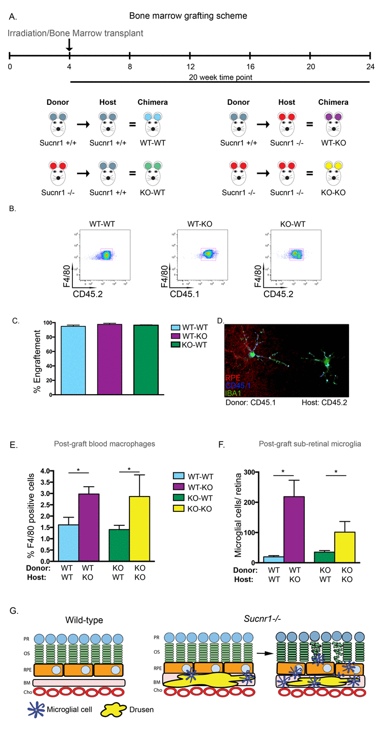 Systemic deficiency in SUCNR1 is required for subretinal accumulation of microglia