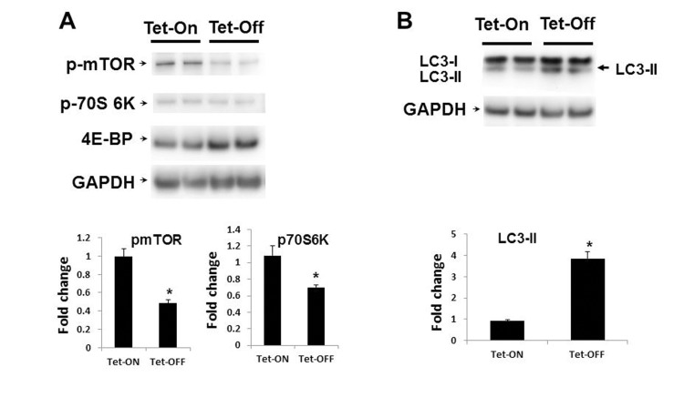 Inhibition of mTOR signaling in Tet-OFF MHEC with high ROS