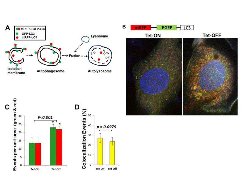 Increased autophagy in Tet-OFF MHEC using adenovirus expressing mRFP-GFP-LC3