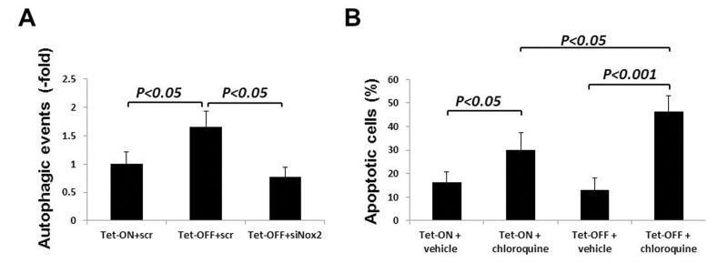 Nox2-induced autophagy plays a protective role in cell survival during oxidative stress in ECs