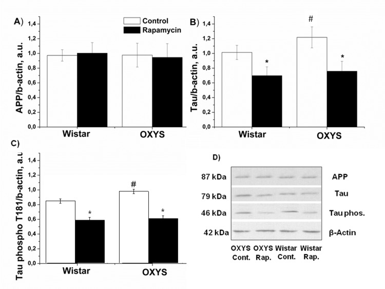 Effect of rapamycin (0.5 mg/kg per day) on Tau, Tau phospho T181 and APP in the hippocampus of OXYS and Wistar rats (n=6). A: Levels of App by immunoblot. B: Levels of total Tau. C: Levels of Tau phospho T181. D: Representative immunoblots of App, Tau and Tau phosphor T181 in the hippocampus of OXYS and Wistar rat. * -P #−P 