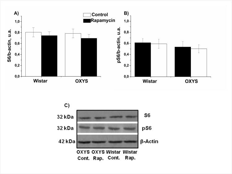 Effect of rapamycin (0.5 mg/kg per day) on the levels and phosphorylation of S6 ribosomal protein in the hippocampus of OXYS and Wistar rats (n=6) measured by immunoblot. A: S6. B: pS6. C: Representative immunoblots of S6 and pS6 in the hippocampus of OXYS and Wistar rats.