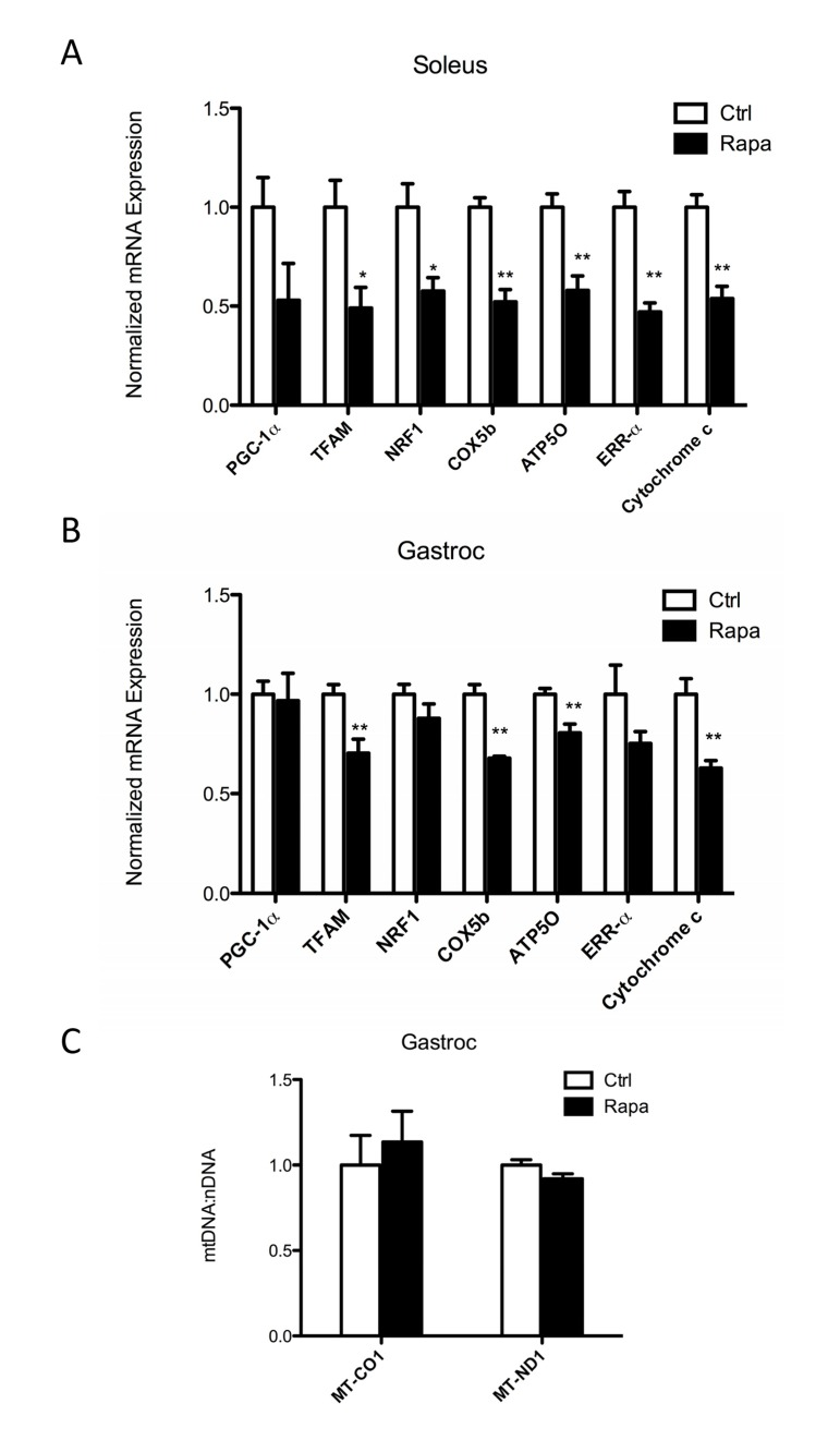 Rapamycin decreases expression of mitochondrial genes in skeletal muscle
